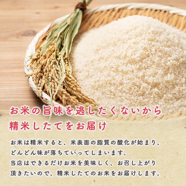 あきたこまち 【七分つき30kg】令和7年産 秋田県産あきたこまち 精米