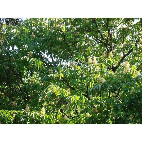 小松養蜂場　栃（とち）蜂蜜　２５０ｇピッチャー入 |  | 02