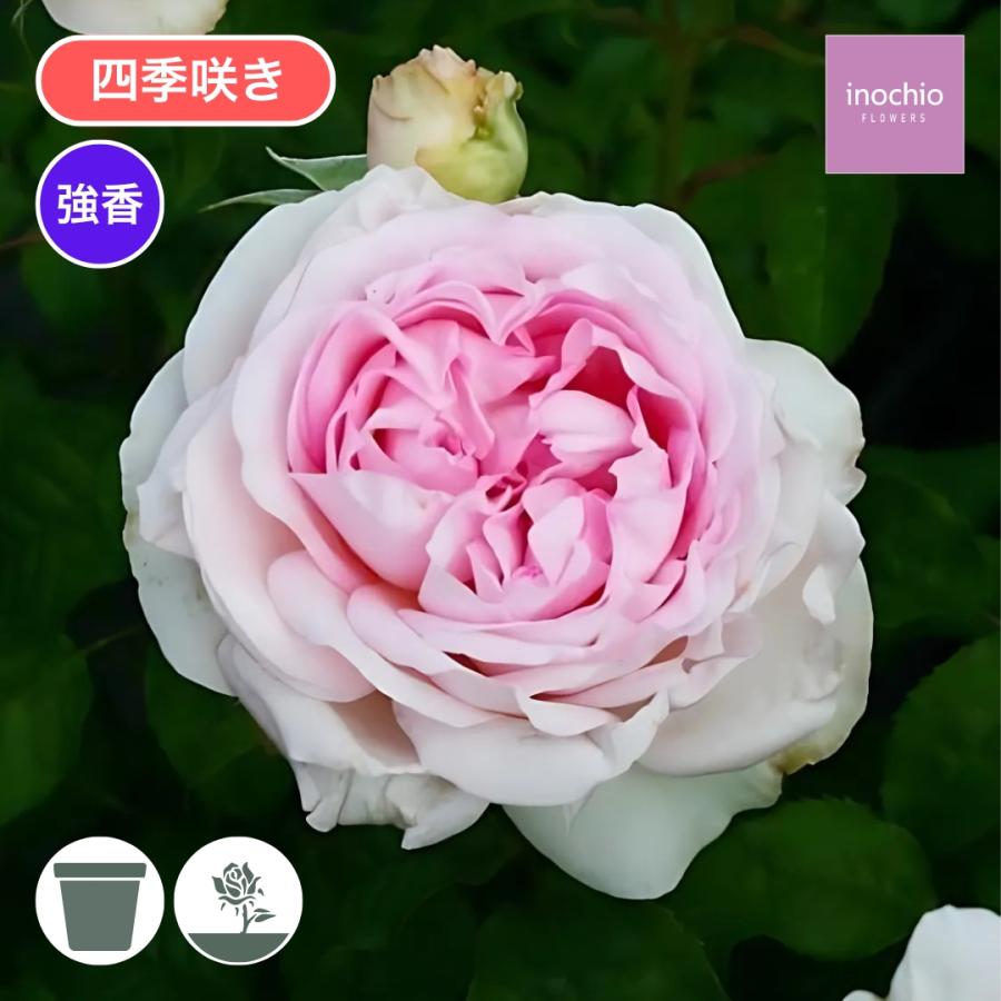 専用　バラ　苗　mil モリニュー裸苗 - Molineux (Ausmol) – David Austin Roses Japan