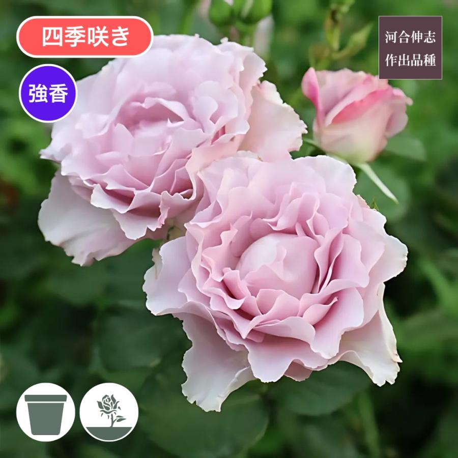 ❀かねちゃんさま❀　バラ　苗　1880円同梱おまとめ バラ苗 予約大苗 2026 エンジェル スマイル Angel Smile 四季咲き 国産