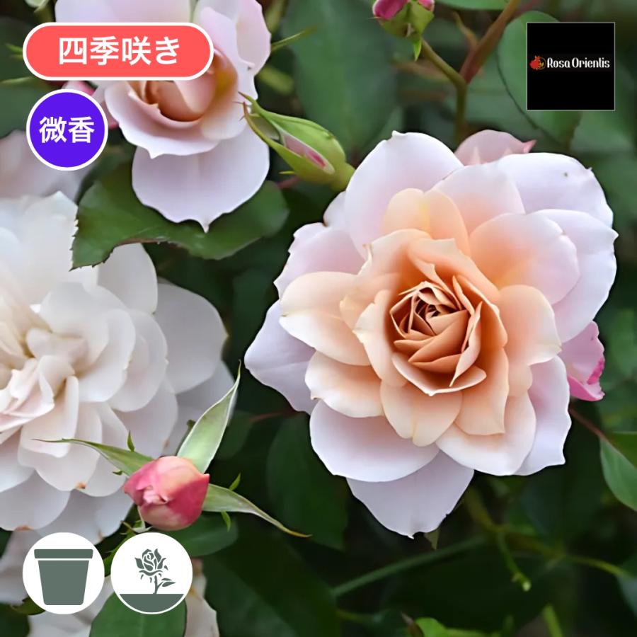 バラ苗 大苗 2026 うののさらら Unonosarara 四季咲き 国産ノイバラ台