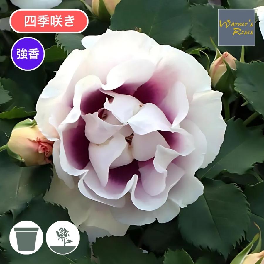 バラ苗 大苗 2026 アイズ フォー ユー Eyes for You 四季咲き 国産