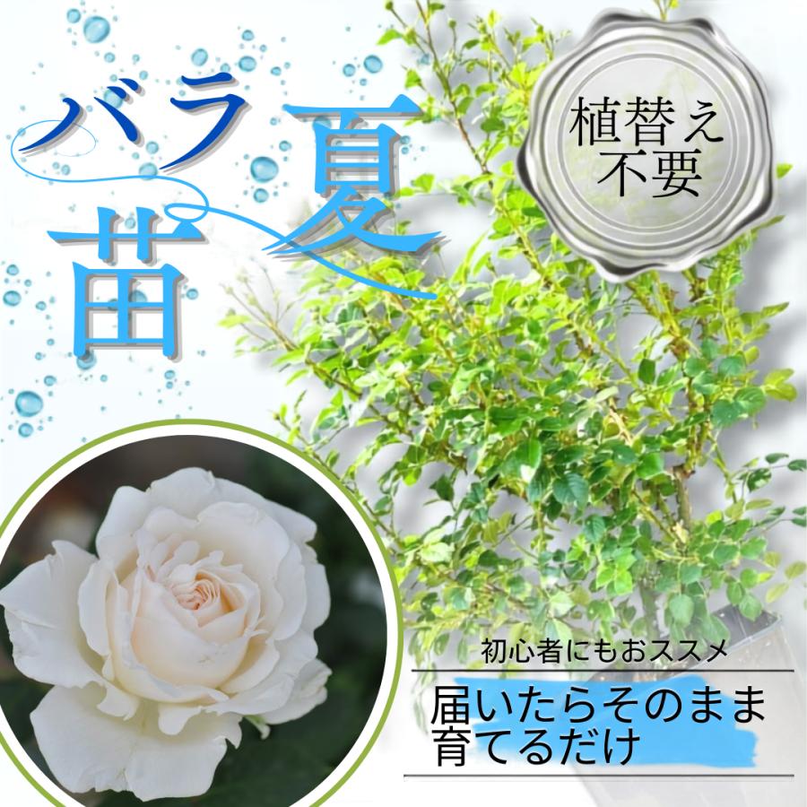土や鉢の用意が不要 植え替え済みバラ苗 エルヴィス Elvis 四季咲き 