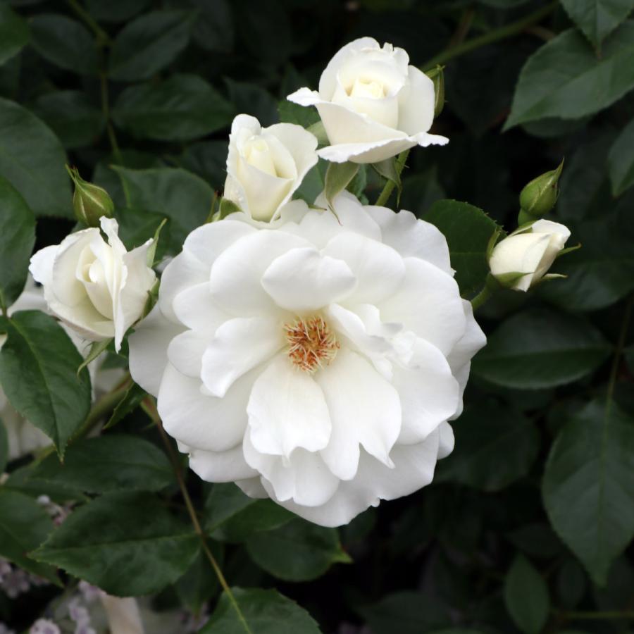 アイスバーグ Amazon | バラ 苗 【アイスバーグ (FL) 中輪 四季咲き】 2年生