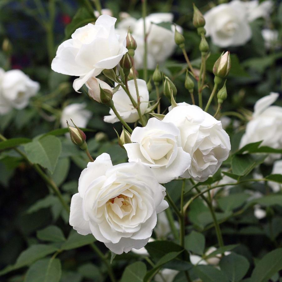 バラ苗 予約 スタンダードローズ 2026 アイスバーグ STD 1.2m