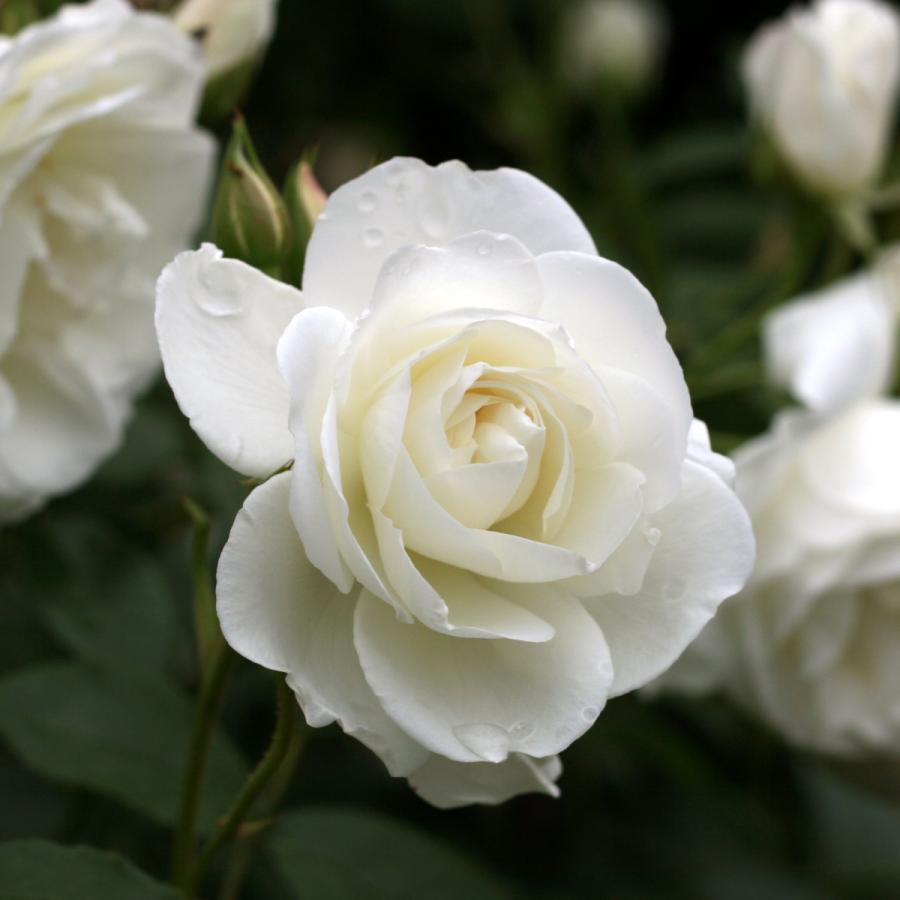 アイスバーグ ばら苗　バラ苗 ワゴン】【大苗】バラ苗 アイスバーグ 国産苗 6号鉢植え品《J