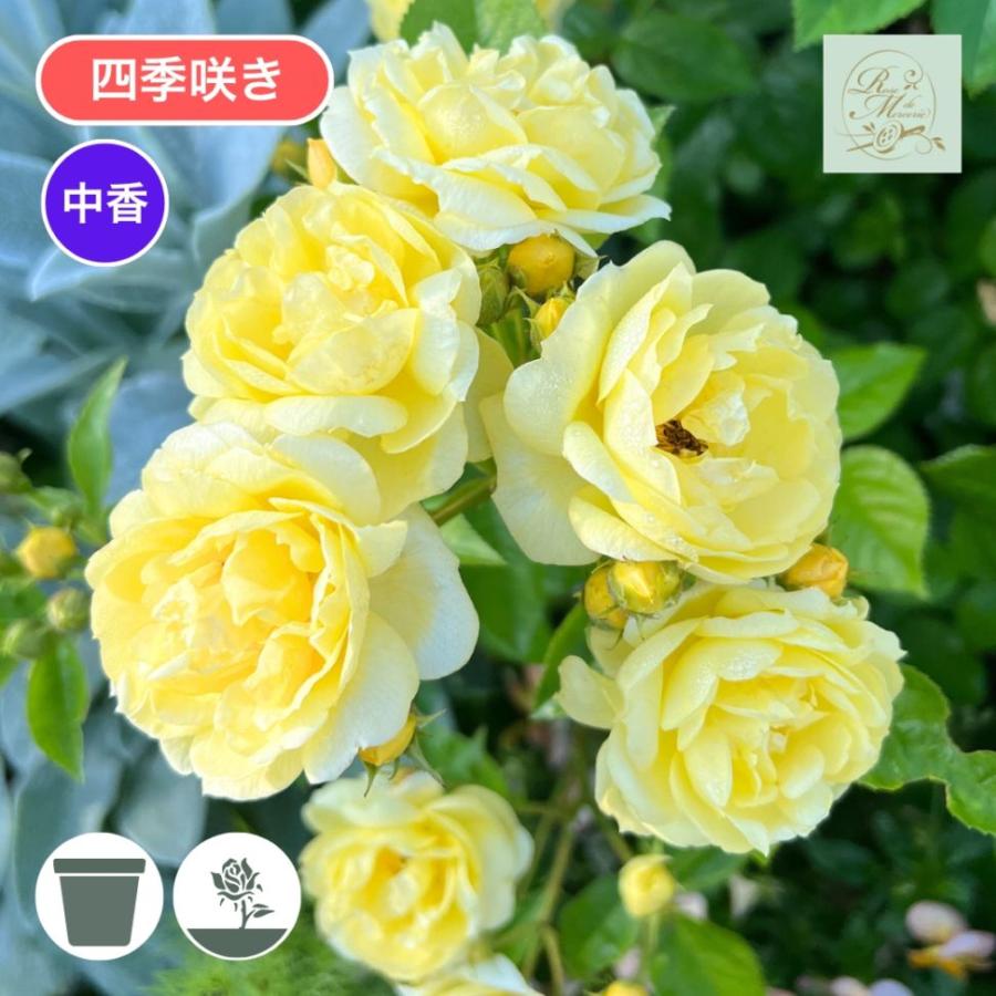 バラ苗 予約新苗 2026 プチ ジョワ Petit joie 国産ノイバラ台木使用