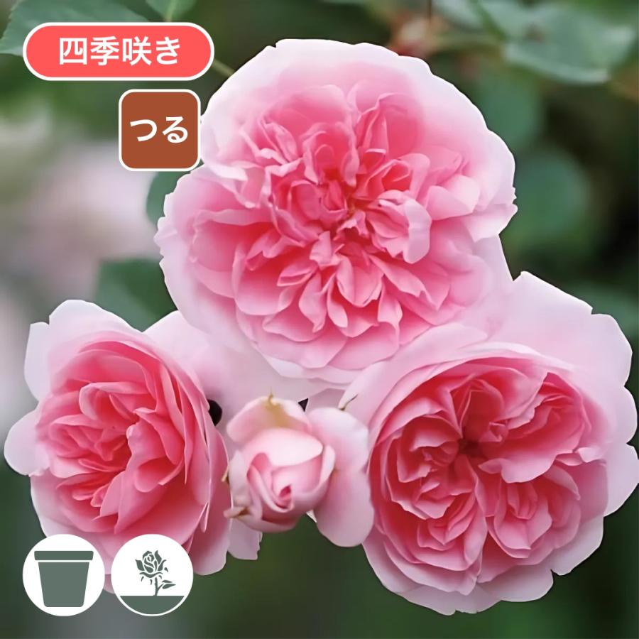 要問合せ♥️ヨーロッパ空間♥️薔薇好き♪ローズ　バラ　プランター　ガーデン　2種 要問合せ♥️ヨーロッパ空間♥️薔薇好き♪ローズ バラ