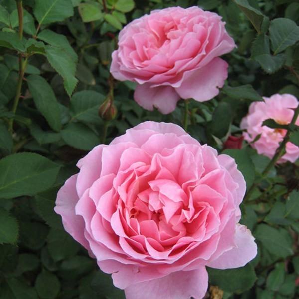 バラ苗 予約大苗 2026 ヒーリング Healing 四季咲き 国産ノイバラ台木