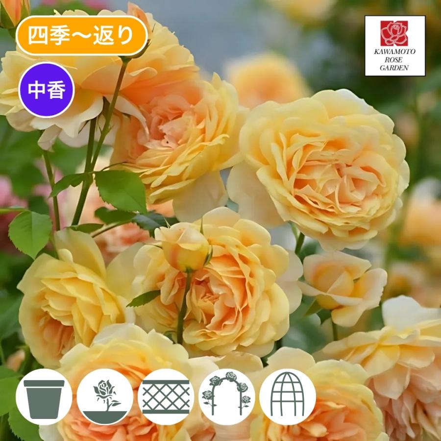 バラ苗 大苗 2026 ラ ベル ポー La Belle Peau 国産ノイバラ台木使用