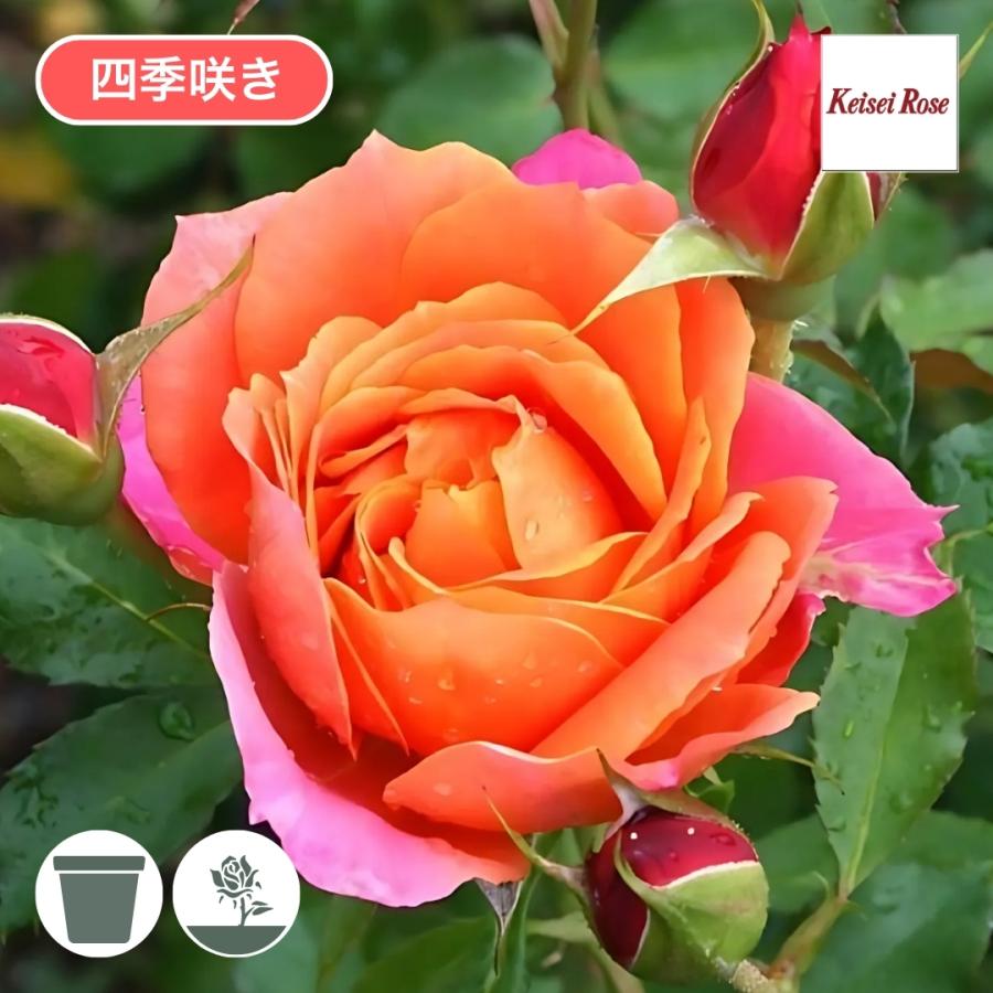 バラ苗 予約新苗 2026 ディズニーランド ローズ Disneyland Rose