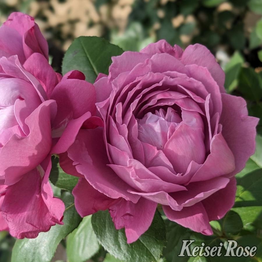 バラ苗 予約大苗 2026 恋いづな Koiizuna 四季咲き 国産ノイバラ台木