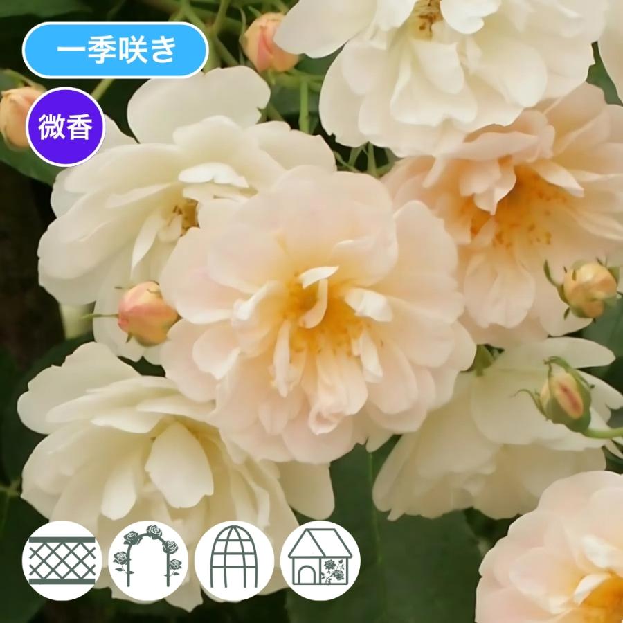 バラ苗 大苗 2026 トレジャートロープ Treasure Trove 国産ノイバラ台