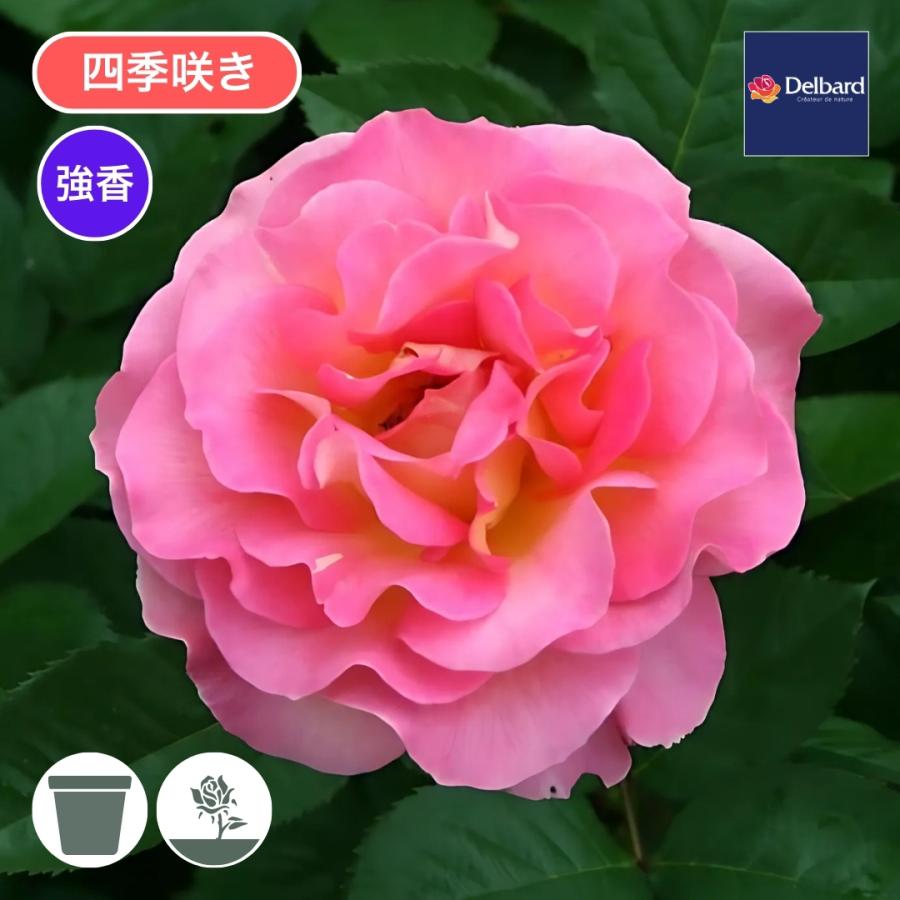 ハラ バラ苗 予約大苗 2026 ピンク パラダイス Pink Paradise 四季咲き 国産