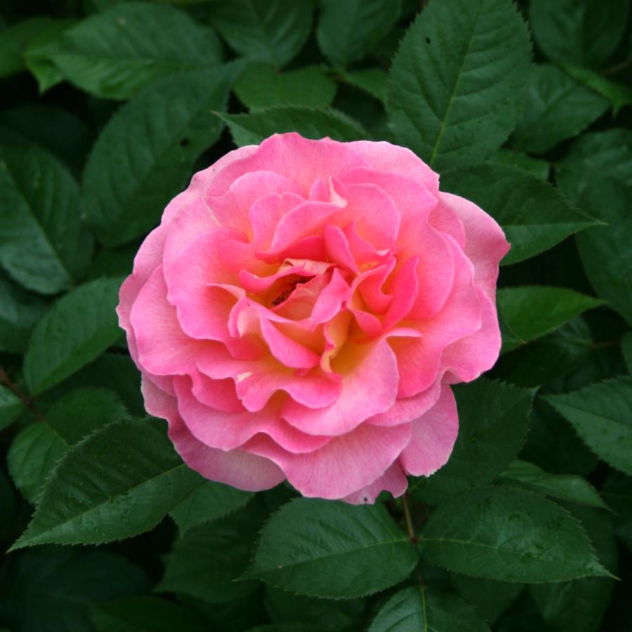 バラ苗 鉢植え6寸 2025 ピンク パラダイス Pink Paradise バラ苗 鉢植え6寸 2025 ピンク パラダイス Pink Paradise