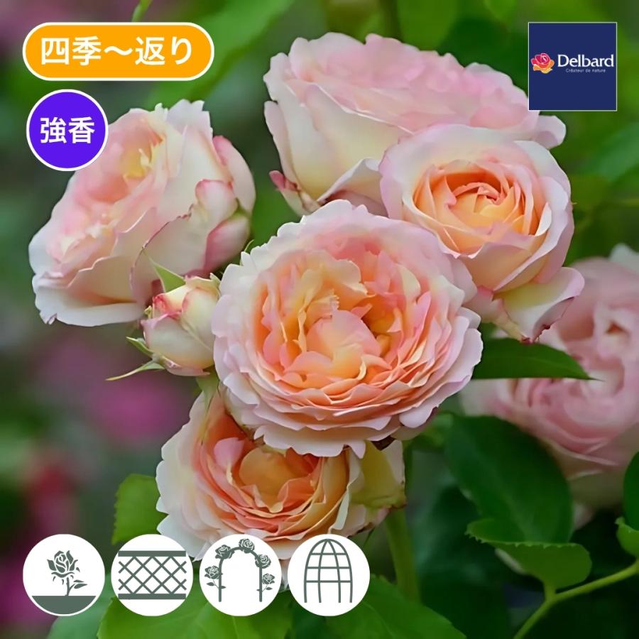 バラ苗 大苗 2026 ペッシュ ボンボン 国産ノイバラ台木使用 ペッシュ