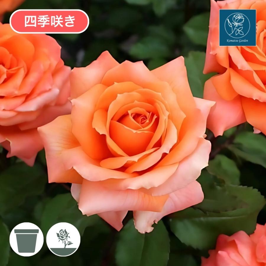 バラ苗 大苗 2026 マドモアゼル マイコ Mademoiselle Maiko 四季咲き