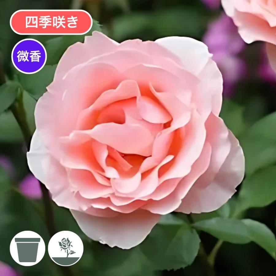 バラ苗 新苗 2026 ミセス アイリス クロー Mrs. Iris Clow 四季咲き