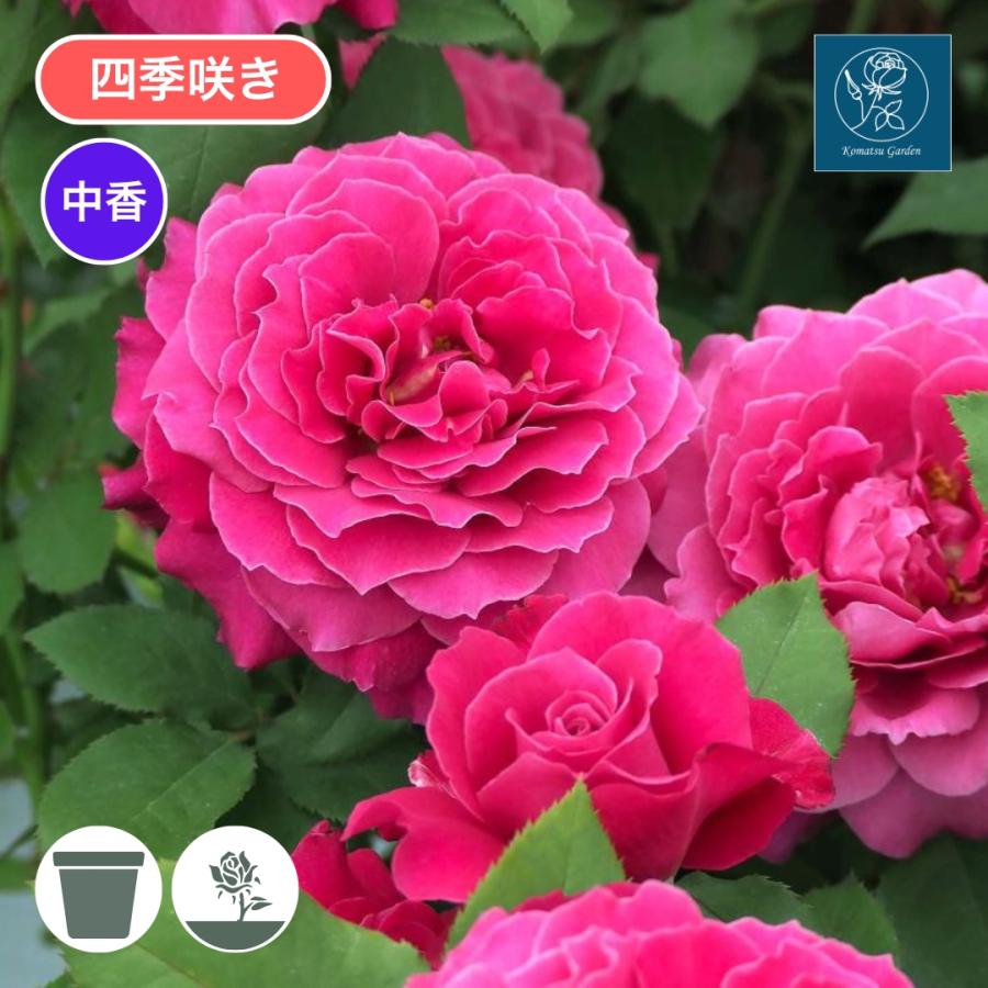 ♡Atsushi様♡ご予約 バラ苗 ♡Atsushi様♡ご予約 バラ苗