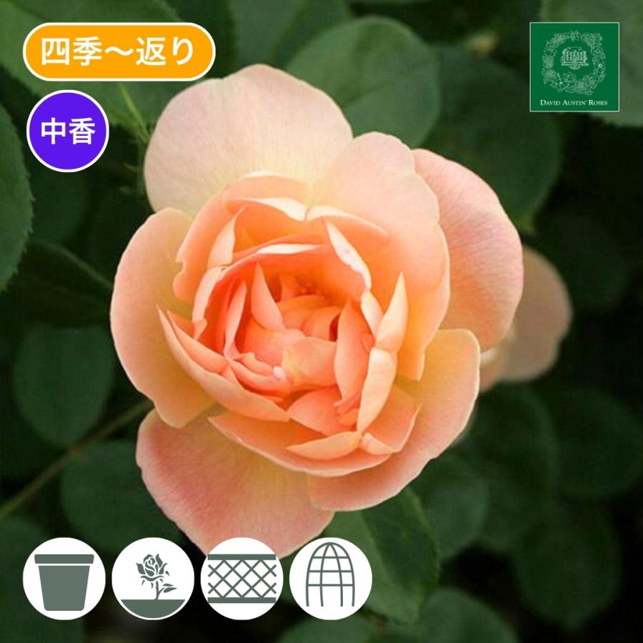 バラ苗 鉢植え6寸 2025 ザ ラーク アセンディング The Lark