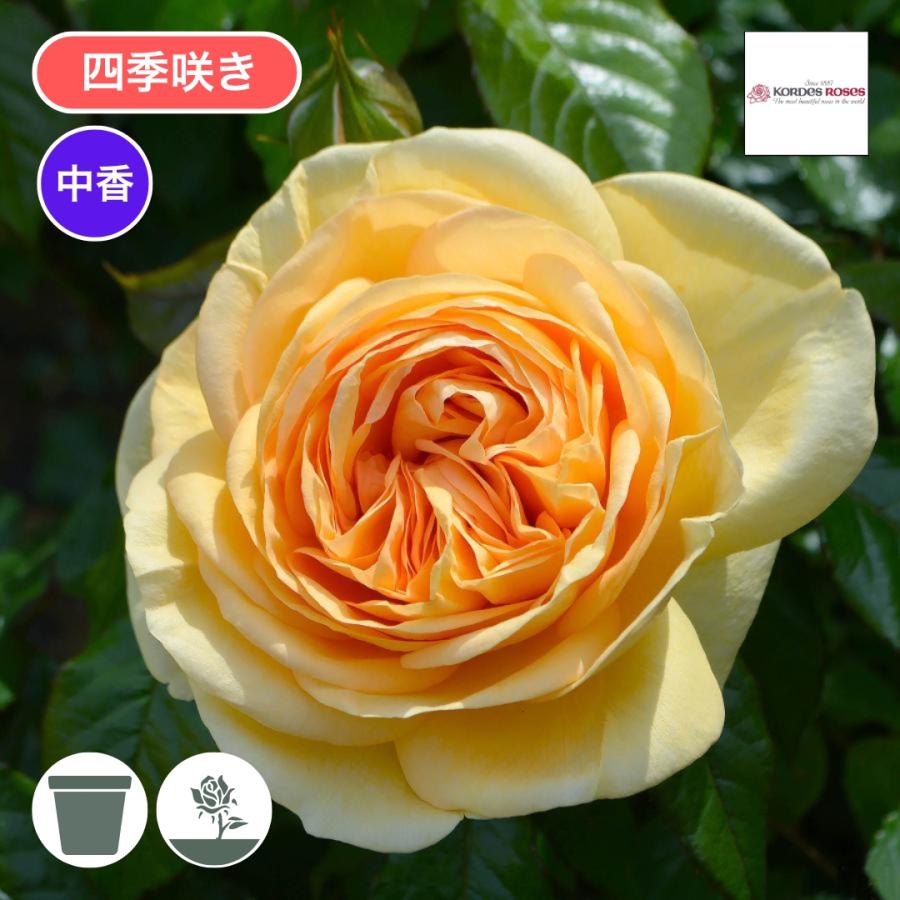 バラ苗 大苗 2026 ティップン トップ Tip'n Top 四季咲き 国産ノイバラ