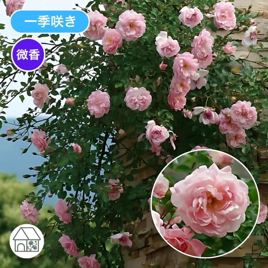 sunshine様お取り置き苗✿㉖-461✿㉖-541㉖- 698✿㉖-701苗 komatsugarden-store_10-o26-moto