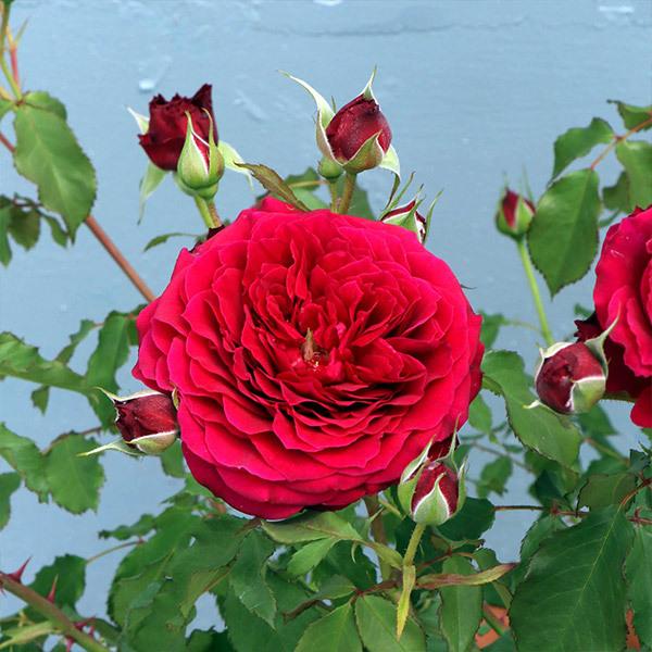 バラ苗 鉢植え6寸 2025 アンクレット Anklet 四季咲き 国産