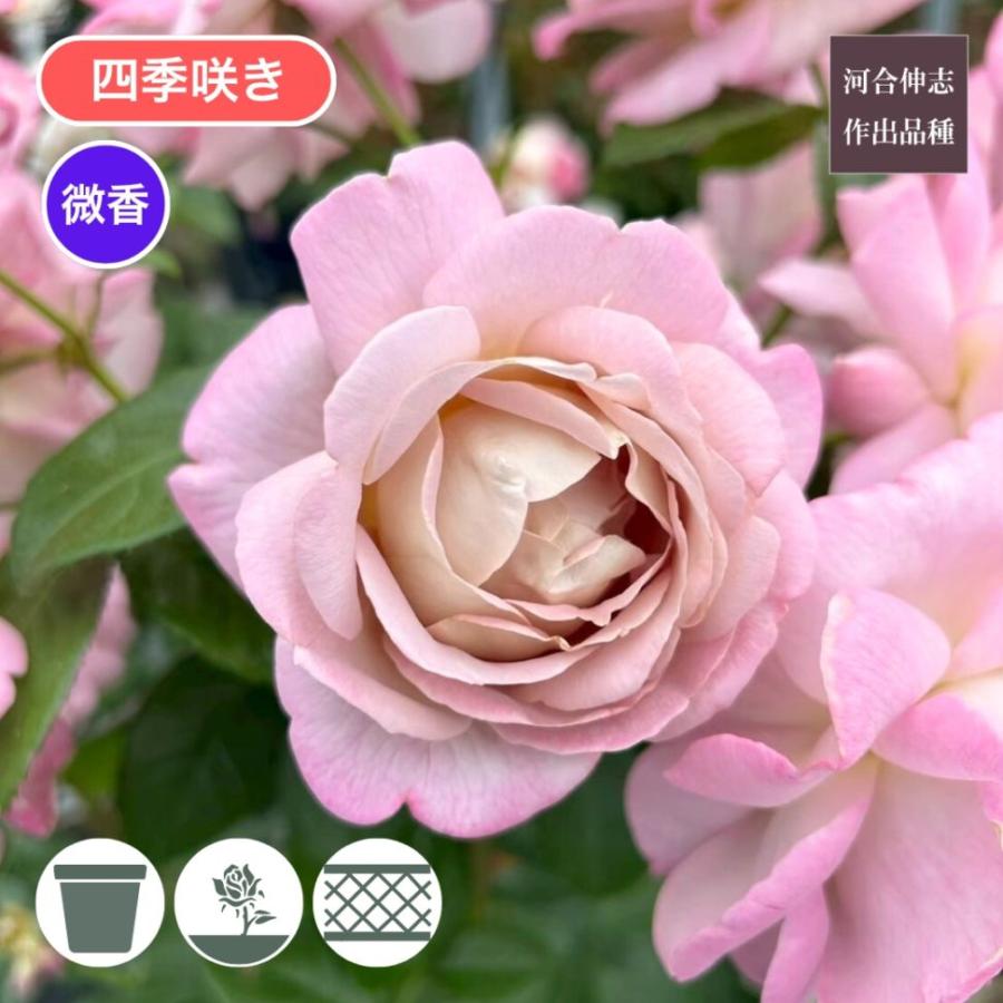 バラ苗 予約大苗 2026 キャメル Camel 四季咲き 国産ノイバラ台木使用