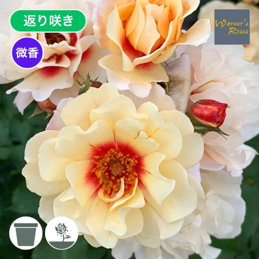 バラ苗 予約大苗 2026 クランベリー アイズ Cranberry Eyes 国産