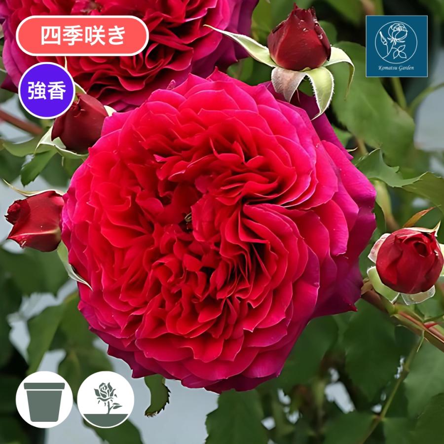 バラ苗 予約新苗 2026 アンクレット Anklet 四季咲き 国産ノイバラ台木