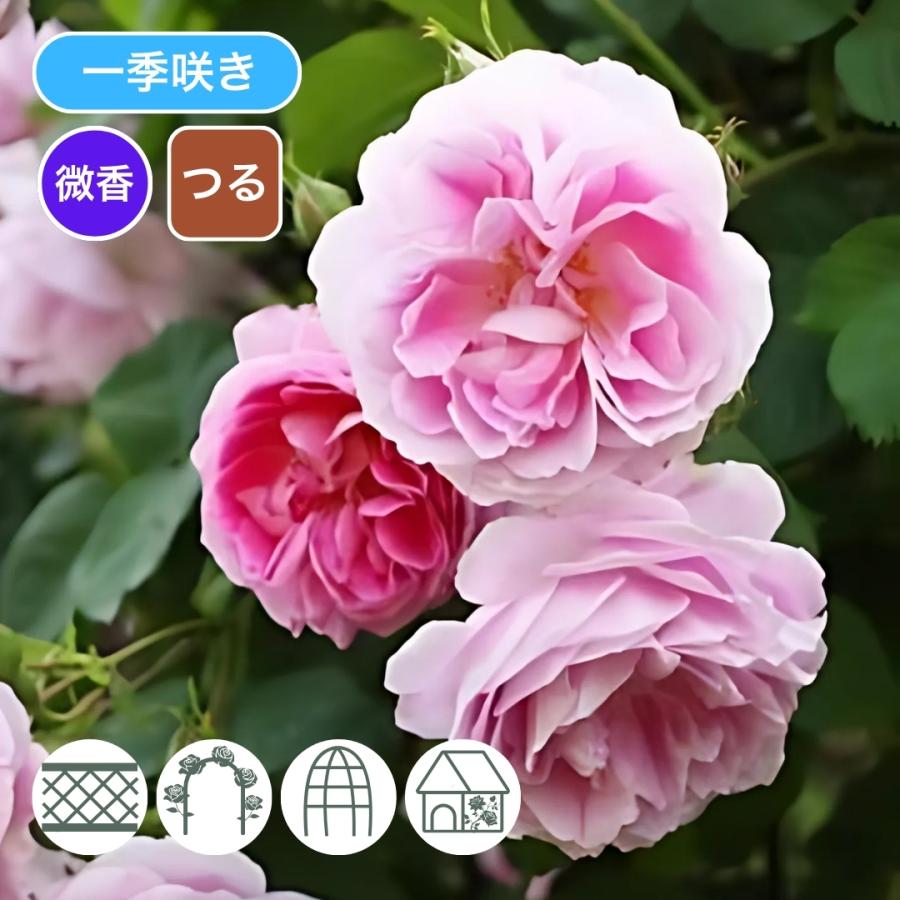 バラ苗 大苗 2026 ブルボン クイーン Bourbon Queen つるバラ 国産 