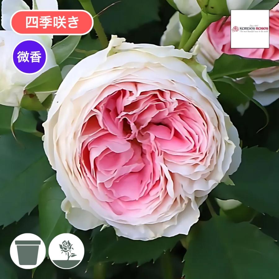 バラ苗 大苗 2026 パシュミナ Pashmina 四季咲き 国産ノイバラ台木使用