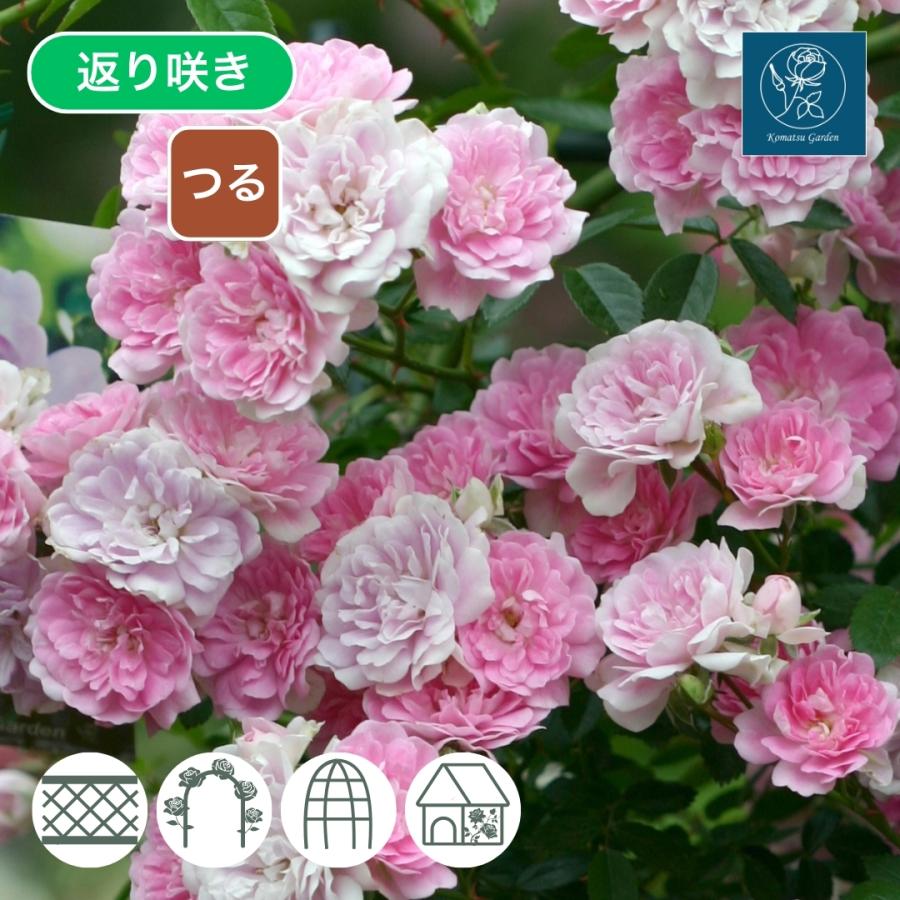 バラ苗 大苗 2026 芽衣 Mei 国産ノイバラ台木使用 めい : コマツ