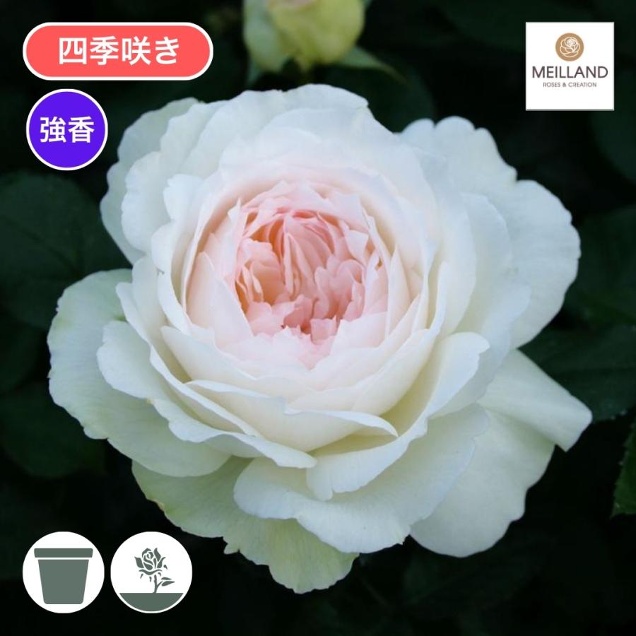 バラ苗 予約新苗 2026 ボレロ Bolero 四季咲き 国産ノイバラ台木使用