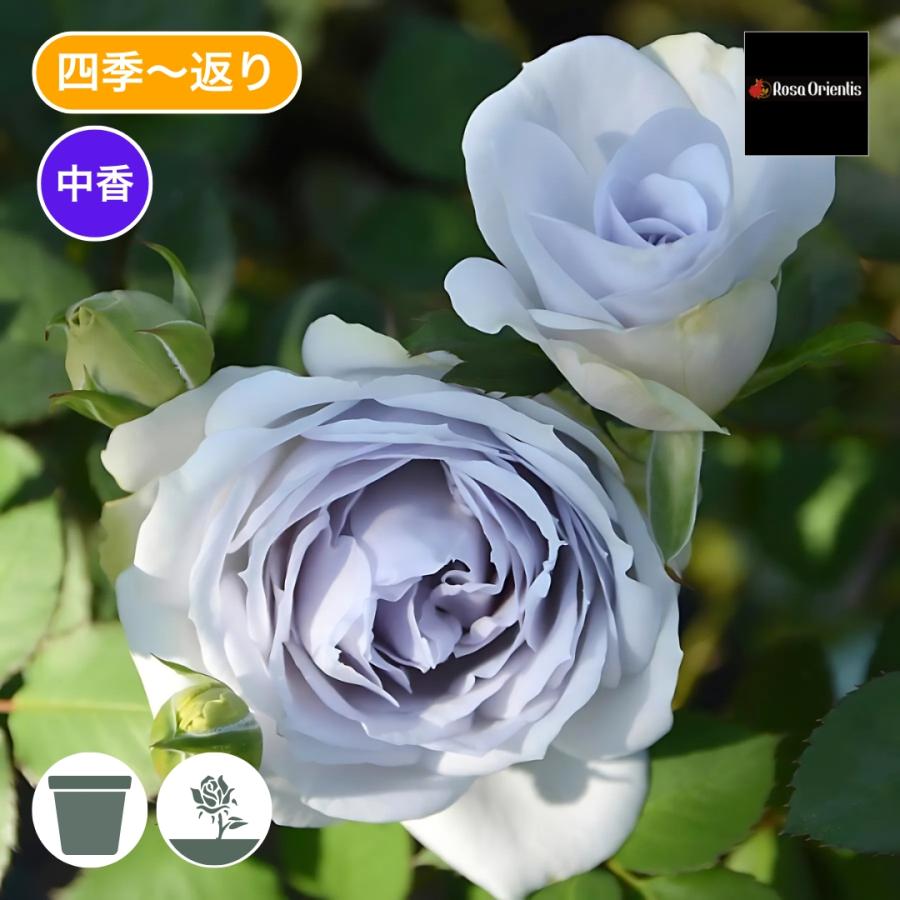 バラ苗 予約新苗 2026 ポルト ブルー Porte Bleue 国産ノイバラ台木