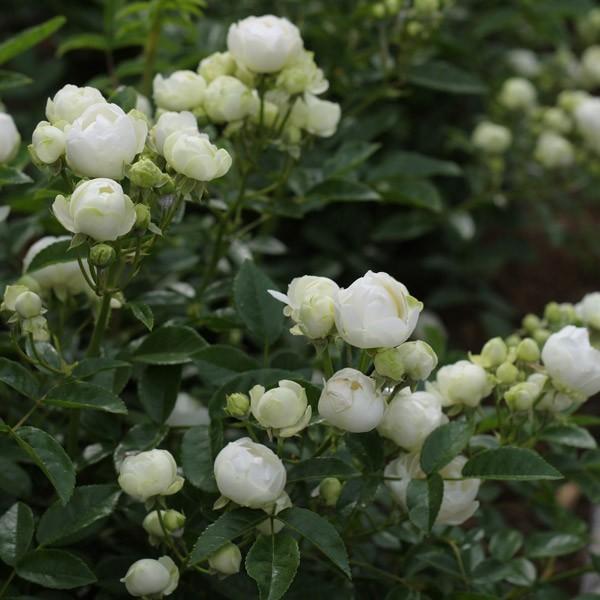 バラ苗 予約 スタンダードローズ 2026 ホワイト コスター STD 1.2m