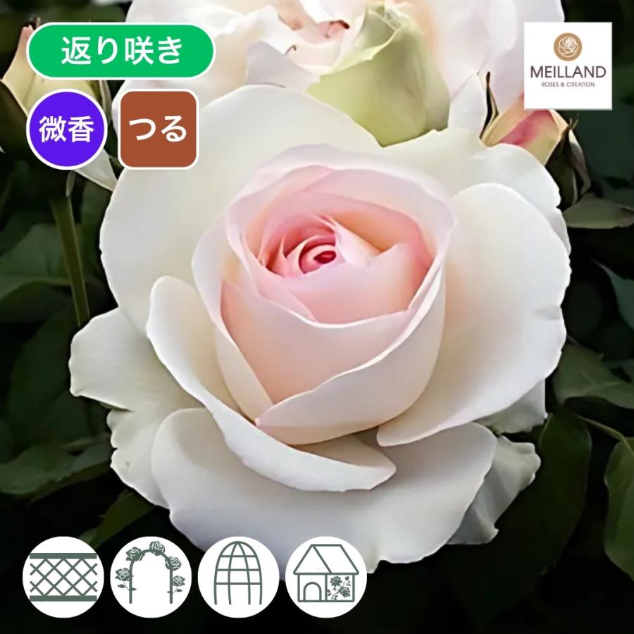 バラ苗 予約大苗 2026 ブラン ピエール ドゥ ロンサール Blanc Pierre