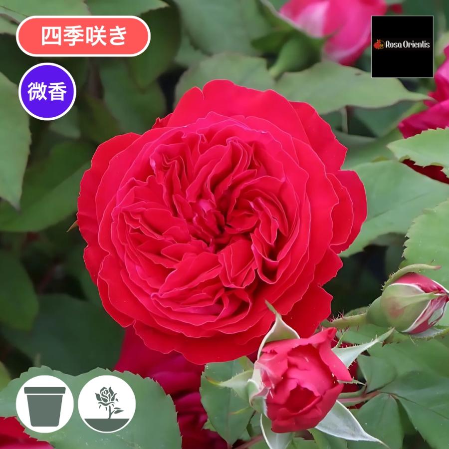 バラ苗 予約大苗 2026 マイ ローズ My Rose 四季咲き 国産ノイバラ台木