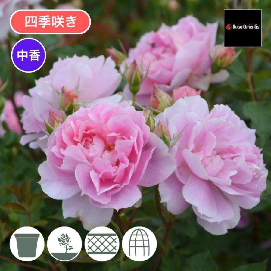 スターエム 小林式 ピット バラ売り歓迎です。 スターエム 小林式 ピット バラ売り歓迎です。