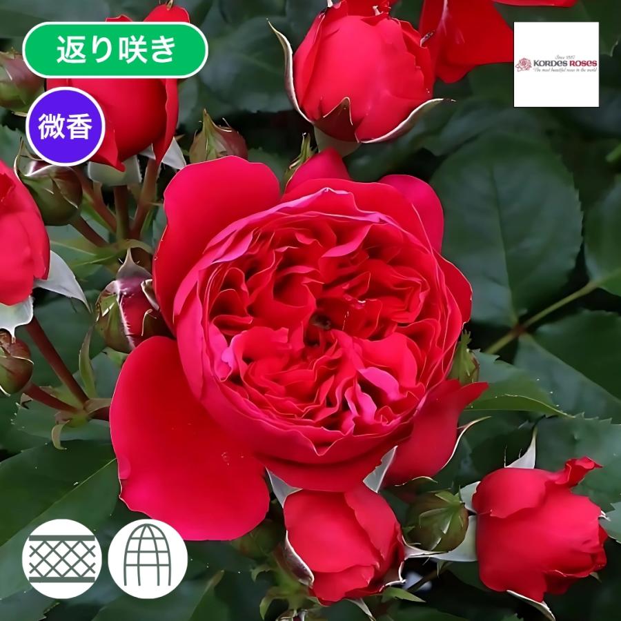 バラ苗 予約大苗 2026 フロレンティーナ Florentina 国産ノイバラ台木