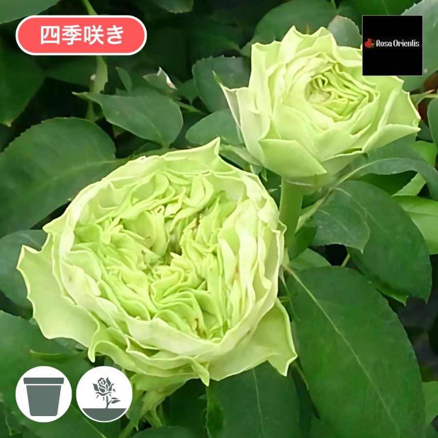 バラ苗 予約大苗 2026 ラ テール ヴェール La Terre Verte 四季咲き