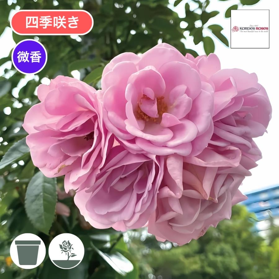 20260415薔薇各種5000〜6980 最新刊】vol.39【本】New Roses 2026 vol.39 ☆ネコポス便にて発送 代