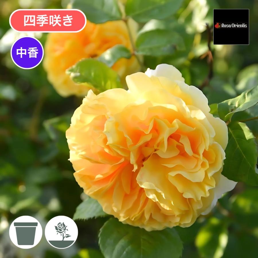 バラ苗 予約大苗 2026 リヒト Licht 国産ノイバラ台木使用 : コマツ