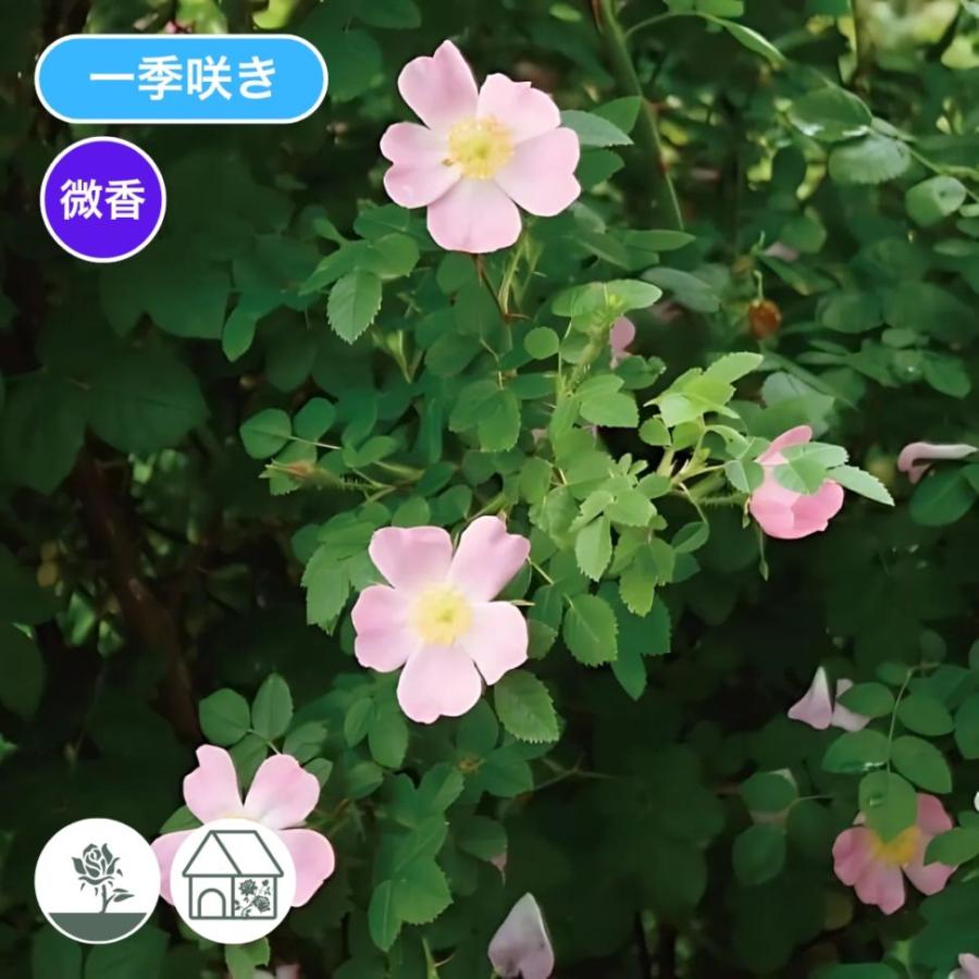 バラ苗 大苗 2026 ロサ カニーナ Rosa canina 国産ノイバラ台木使用