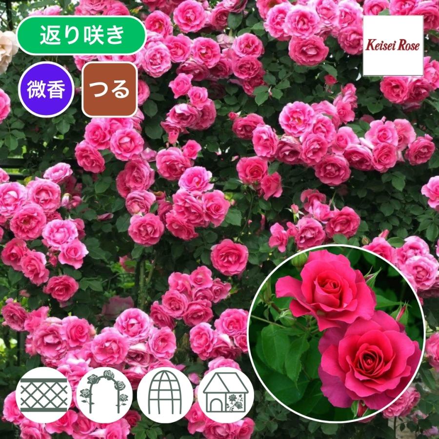 バラ苗 予約新苗 2025 つる ローズうらら Urara Climbing つる バラ苗 予約新苗 2025 つる ローズうらら Urara Climbing つる