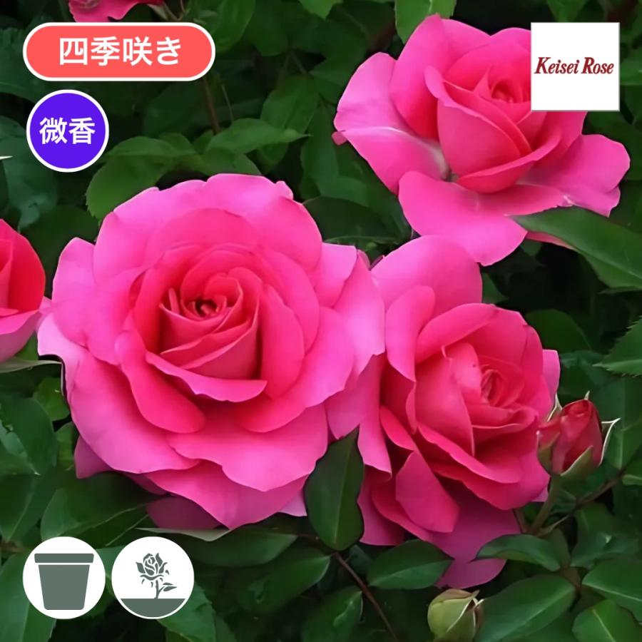 バラ苗 予約新苗 2026 ローズ うらら Urara 四季咲き 国産ノイバラ台木