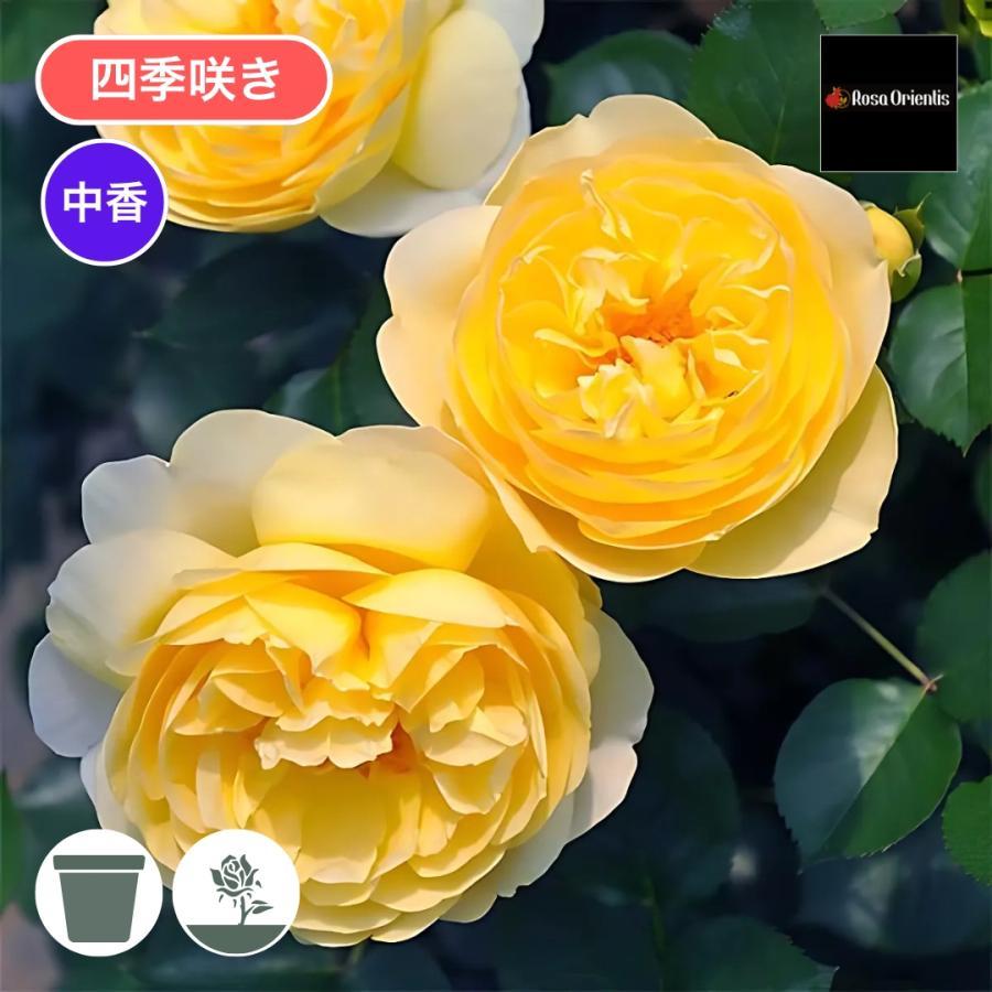 バラ苗 予約新苗 2026 リュシオール Luciole 四季咲き 国産ノイバラ台