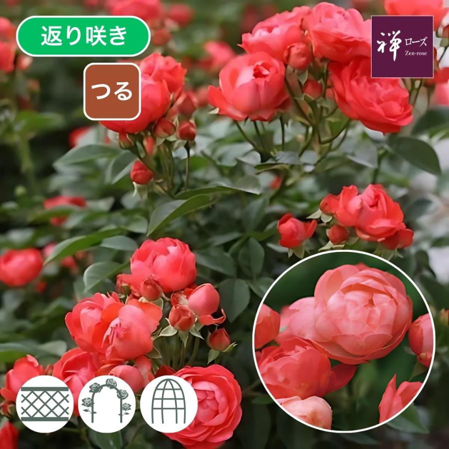 バラ苗 予約大苗 2026 珠玉 Shugyoku 国産ノイバラ台木使用 しゅぎょく