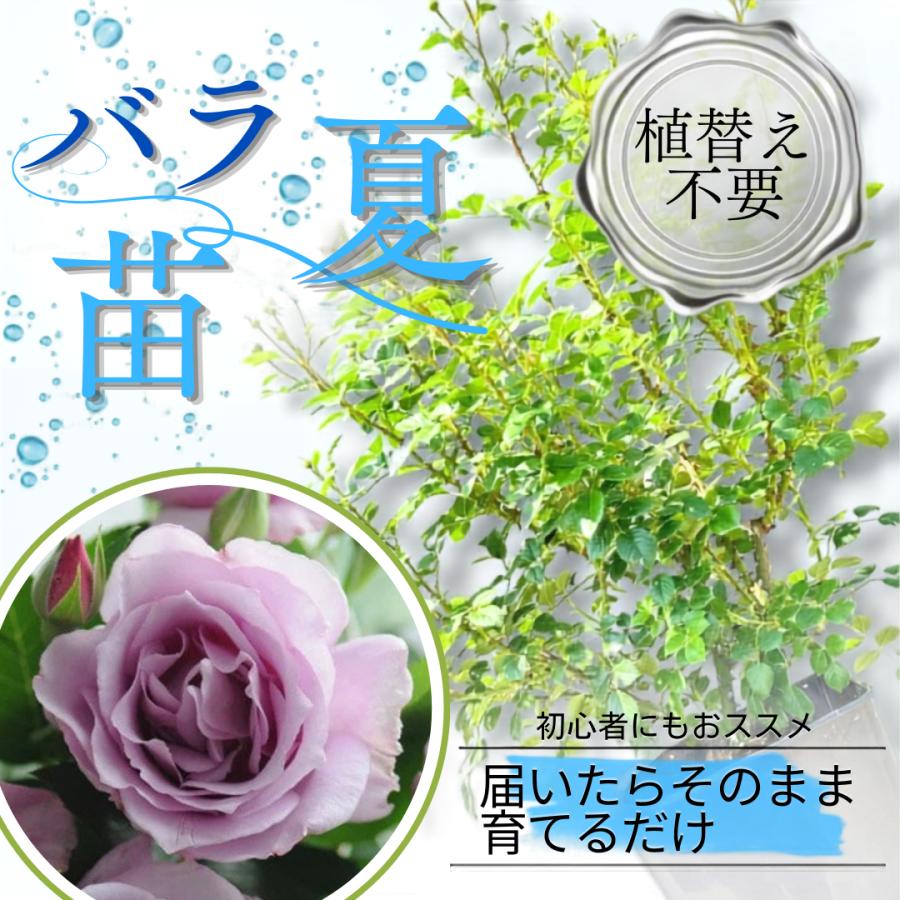 土や鉢の用意が不要 植え替え済みバラ苗 夜来香 Ye-Lai-Xiang 四季咲き 