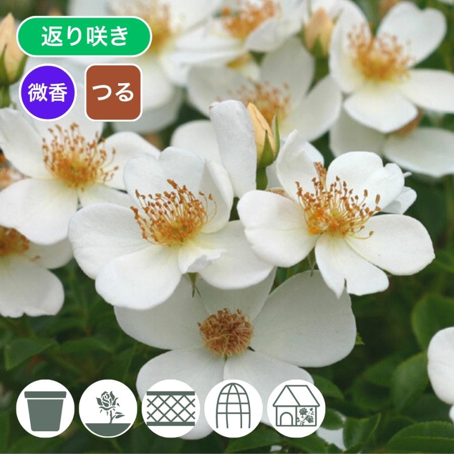 バラ苗 予約新苗 2026 淡雪 Awayuki 国産ノイバラ台木使用 : コマツ
